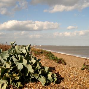 Bawdsey Beach